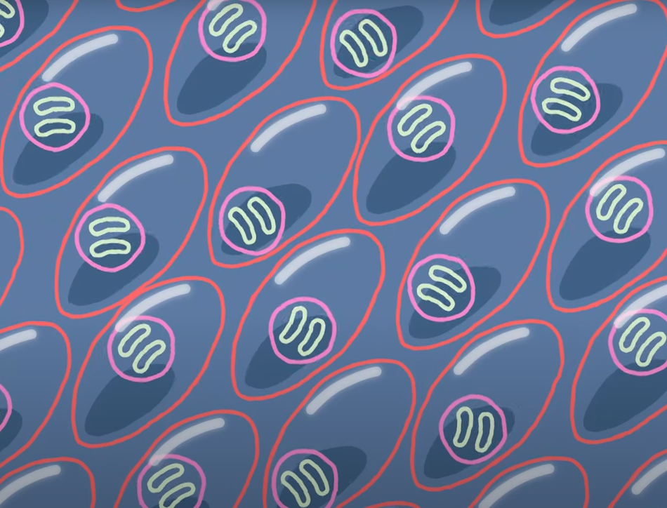 Screen capture from University of Cambridge video Dish Life