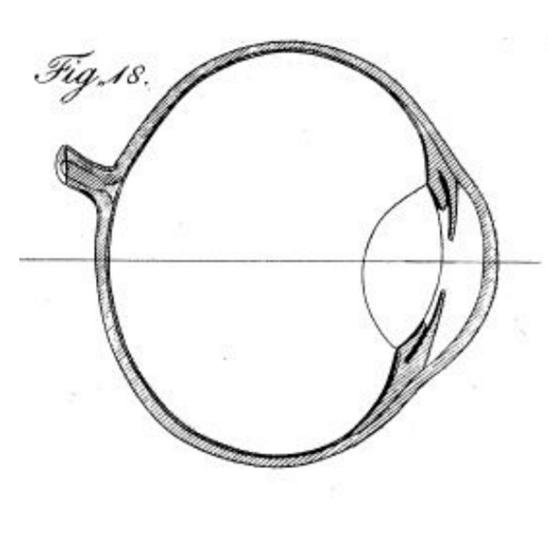 A drawing of the eye from Young's paper