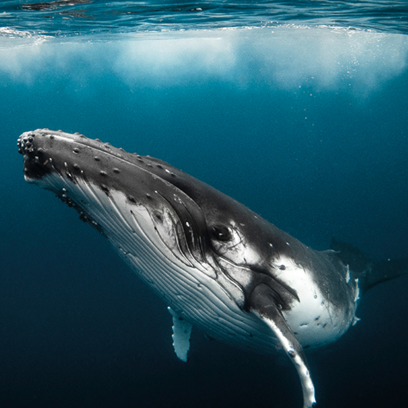 Humpback whale