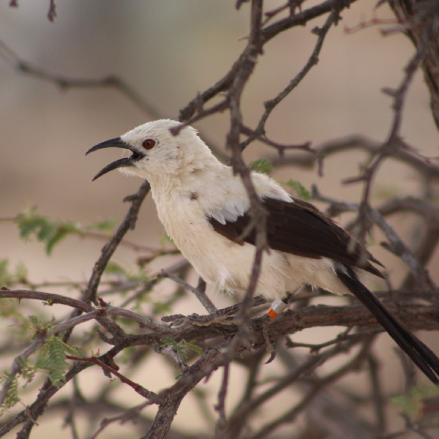 A pied babbler panting while perching