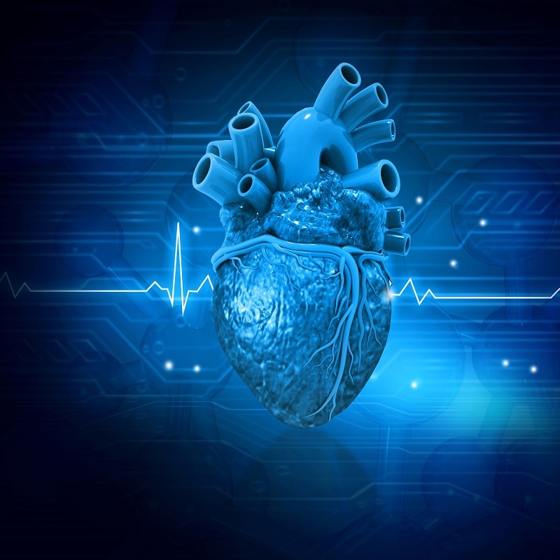 Human heart anatomy. Medical concept. 3d illustration. Rasi Bhadramani. iStock: https://www.istockphoto.com/photo/human-heart-anatomy-gm1477427611-505998664?phrase=heart+electrical+system&searchscope=image%2Cfilm