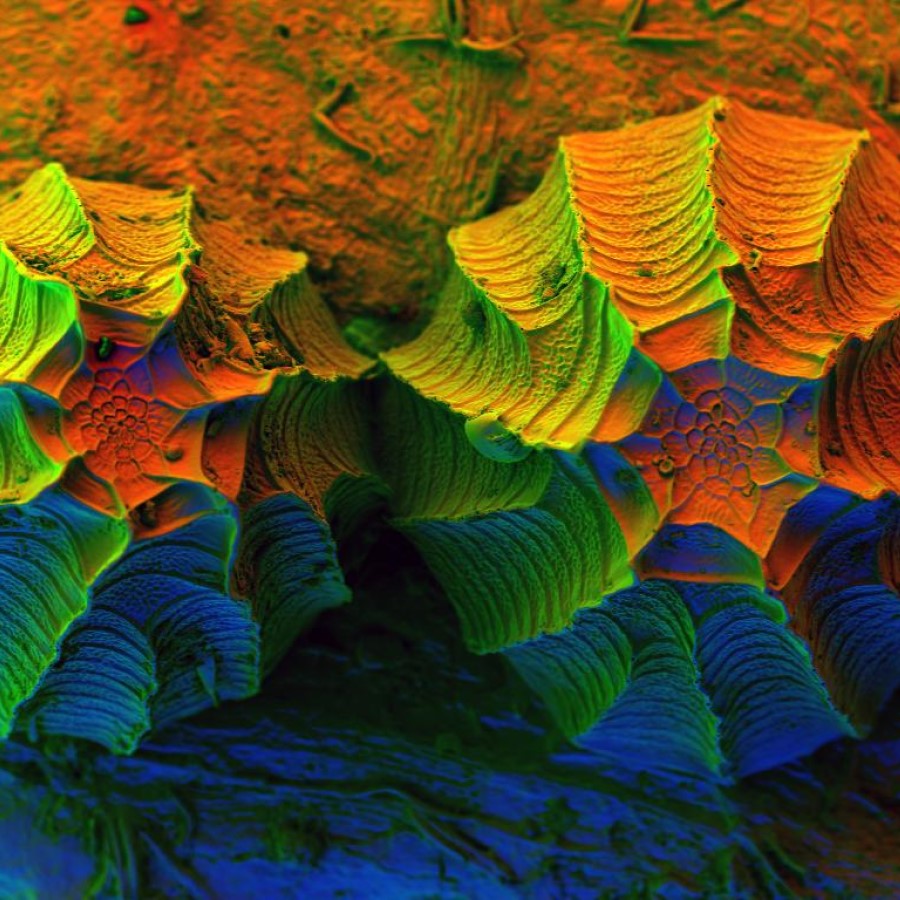 Coloured electron microscopy of butterfly eggs