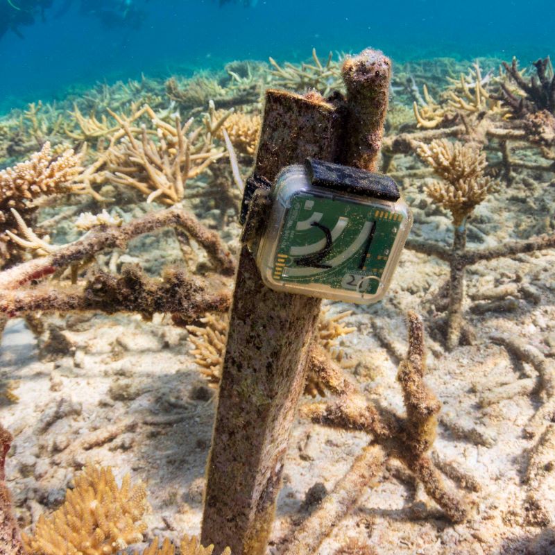 Image caption: Image taken by Ben Williams illustrating an AudioMoth in an ocean coral environment. This is one of the featured case studies in the Perspective by Schulz et al. For more information about AudioMoth and open acoustic devices see their website: https://www.openacousticdevices.info/audiomoth. Credit: Ben Williams.