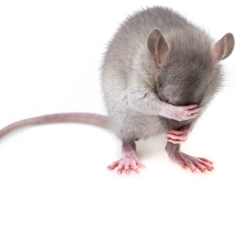 Mouse covering its eyes with its paw Credit: sibya via Pixabay