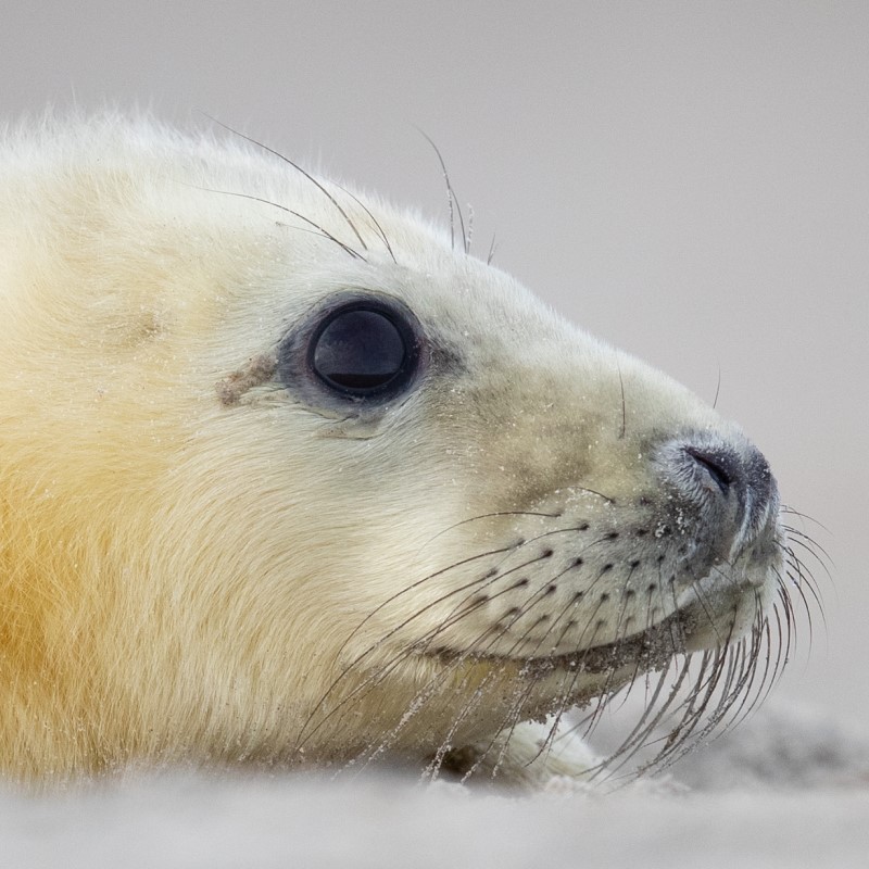 Close up photograph of seal in profile, lying on ice. Photo provided by Jeroen Hoekendijk.