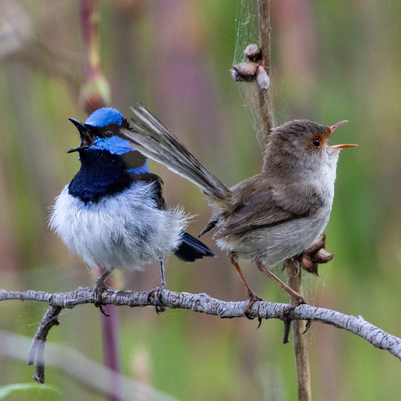A photograph of male and female superb fairy-wrens, taken by Kaspar Delhey. The two birds are clinging to a branch facing away from each other, each with their beaks open. The male on the left has a blue and black face with a white body; the female on the right is light brown with a white breast and orange beak.