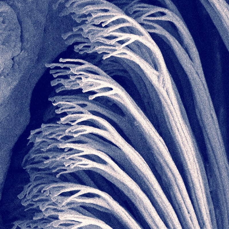 Image credit: A high resolution SEM image of the tip of single gecko hair, where the branches and spatulate tips are well seen. The hair itself is an excellent example of the biological composite material. See ‘Interaction of a non-axisymmetric artificial single spatula with rough surfaces’ by Qian Cheng, Zhizhen Jiang, Feodor M. Borodich, Stanislav N. Gorb, and Xiaoqing Jin in this issue. Image by Stanislav Gorb.