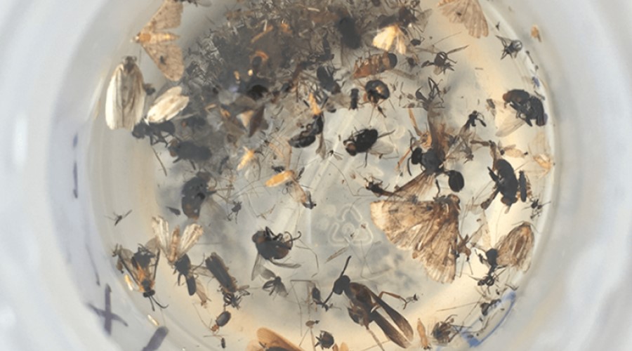 A jar of collected insects