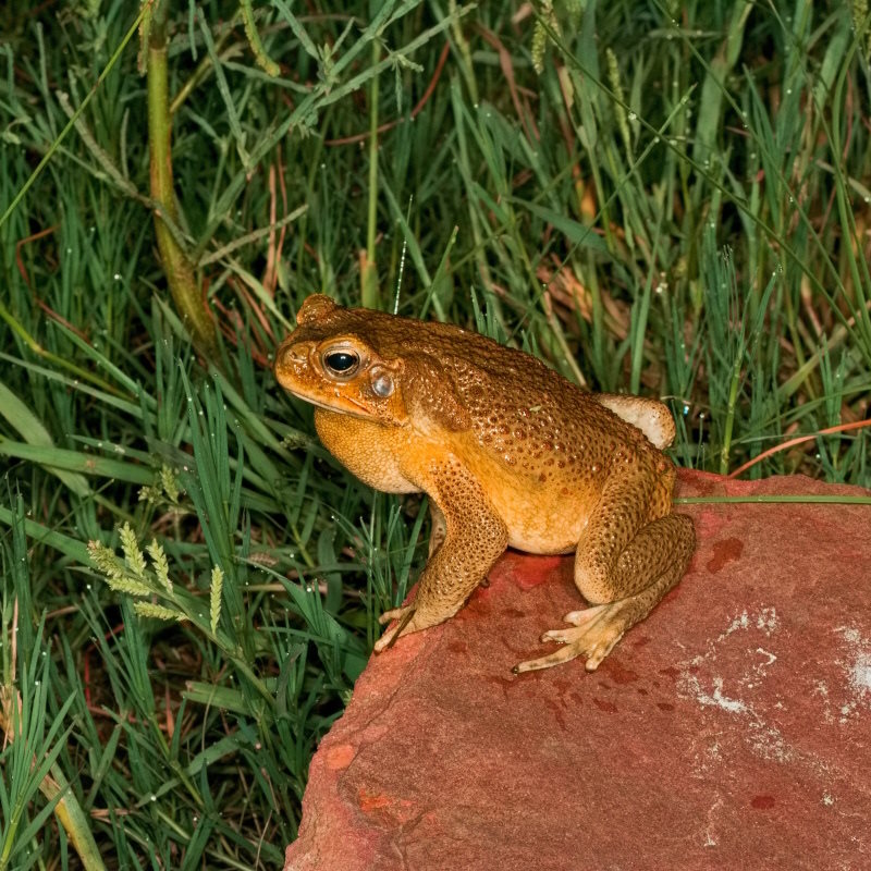 Cane toad