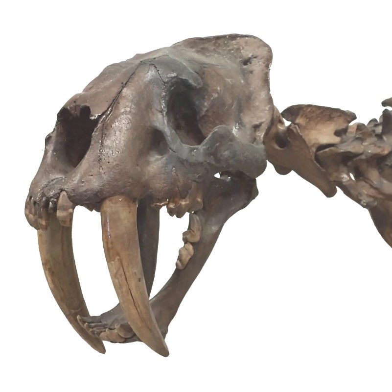 Photograph of the top portion of a smilodon skeleton, featuring it's skull with two large teeth pointing down, and the top of its vertebrae. The photo is on a white background. The Smilodon is displayed at the University of Nebraska State Museum exhibit. Taken by Alex Shupinski and edited by Nick Shupinski.