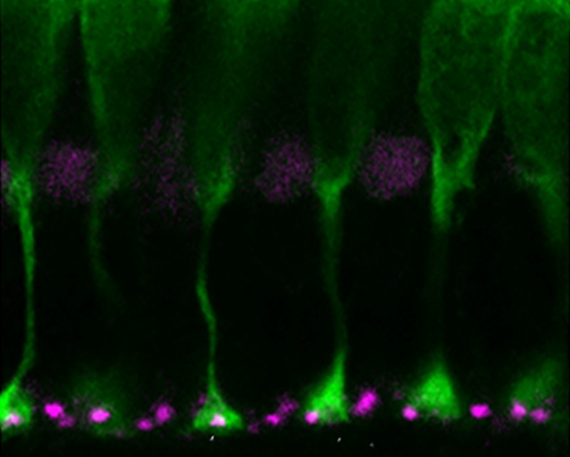 Blue cones and EAAT. Credit – Stephan Neuhauss