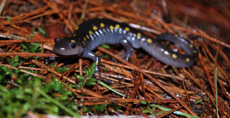 A male Spotted Salamander on top of pine needles on the forest floor surrounding Bat Lake, Algonquin Provincial Park, Ontario, Canada. The salamander is looking in the direction of the camera. It has blue-black skin and yellow spots along its back. Photo by Danilo Giacometti.