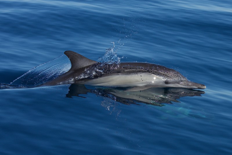 Long-beaked common dolphin off Southern California, USA. Photograph by John Durban. The dolphin is half submerged, with its eyes just above the surface. It is dark grey with a light grey stripe along its side. The water is blue and still.
