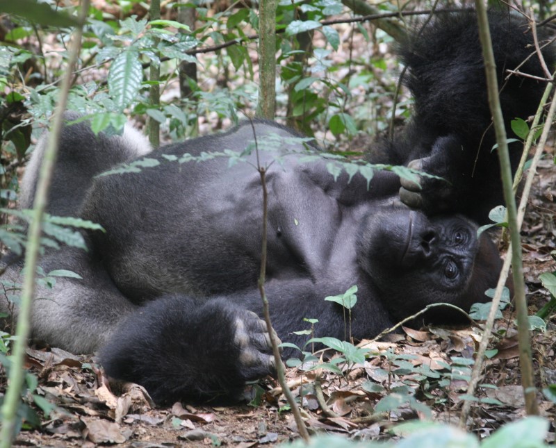 Photograph of a silverback gorilla, lying on its back, on the floor, surrounded plants and trees in day light. Photographed by Shelly Masi.