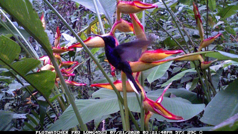 Time-lapse cameras allowed to catch hummingbirds red-handed, just when they visited the flowers. These cameras combined with MotionMeerkat software provided photos of near 7.000 interactions between 22 hummingbird aspecies and  59 plant species.