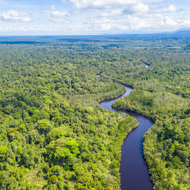 Aerial view of the Borneo rainforest