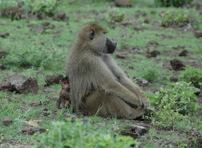 Photograph of an adult male baboon sat on the ground facing to the side of the photo, with a smaller infant baboon looking at the camera shyly from behind the adult's back. Photograph taken by Susan C. Alberts in the Amboseli ecosystem, Kenya.