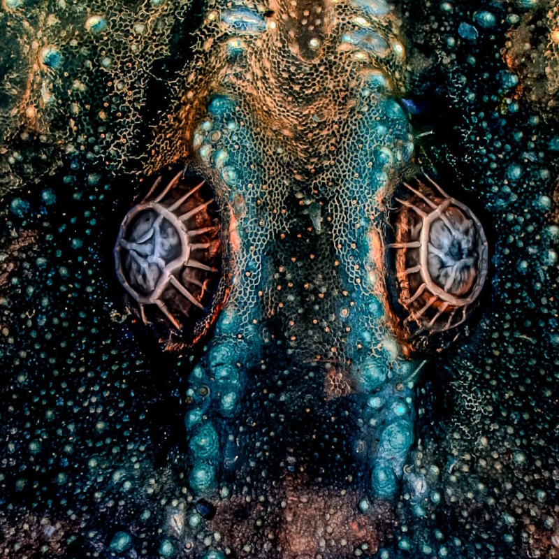 'Tired eyes' by Jose Manuel Martinez Lopez, microimaging category winner of the Royal Society Publishing Photography Competition 2024.