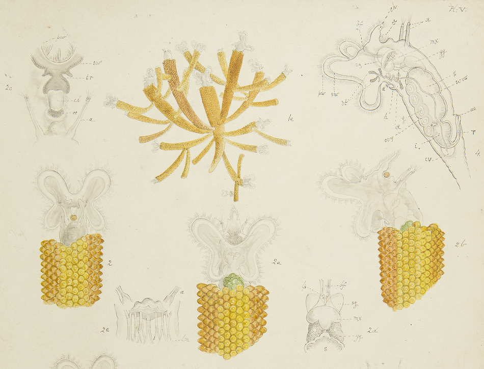 Melicérta, from 'The Drawings of the Rotifer' by Charles Thomas Hudson. Catalogue reference: MS/132