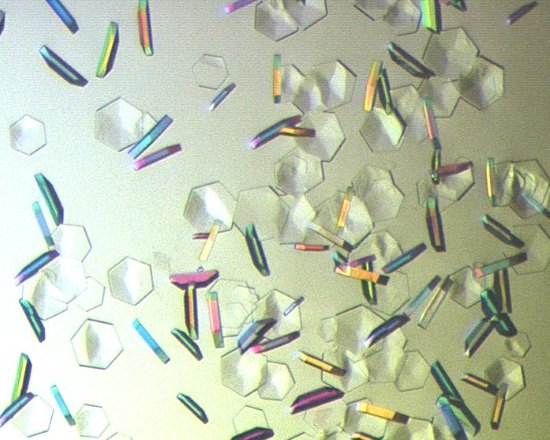 Crystals of the phage tail fibre protein Hylp1. Credit: Dr Edward J Taylor, University Research Fellow from the University of Lincoln