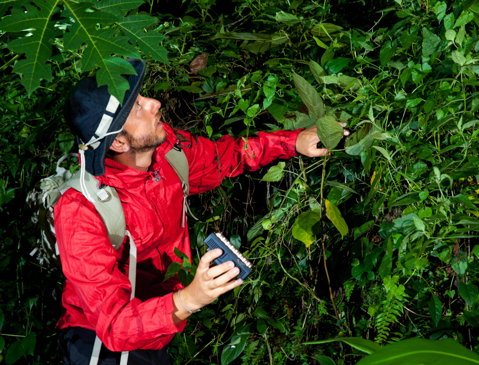 Man looking at plants