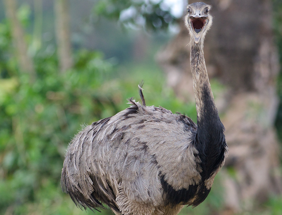 Greater Rhea (Rhea americana)