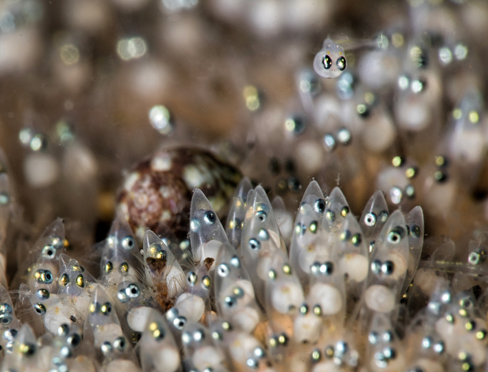 Goby eggs by Pasquale Vassallo