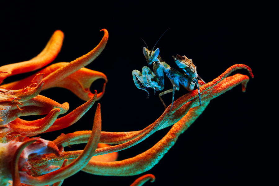 Irina Petrova Adamatzky The Colour Out of Space. Creobroter sp. yunnan on Cordyceps sp