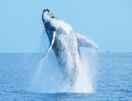 A blue whale jumps in the sea