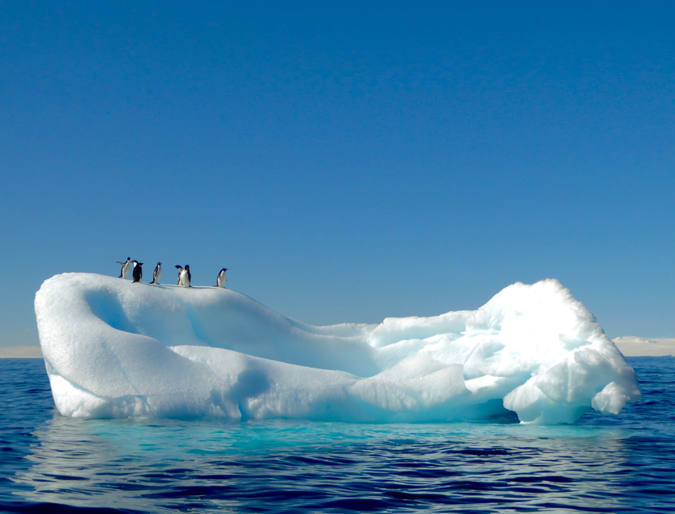 Penguins on Ice © Nicole Bender