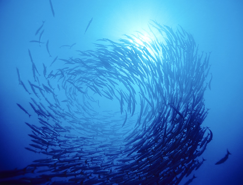 A shoal of fish from below