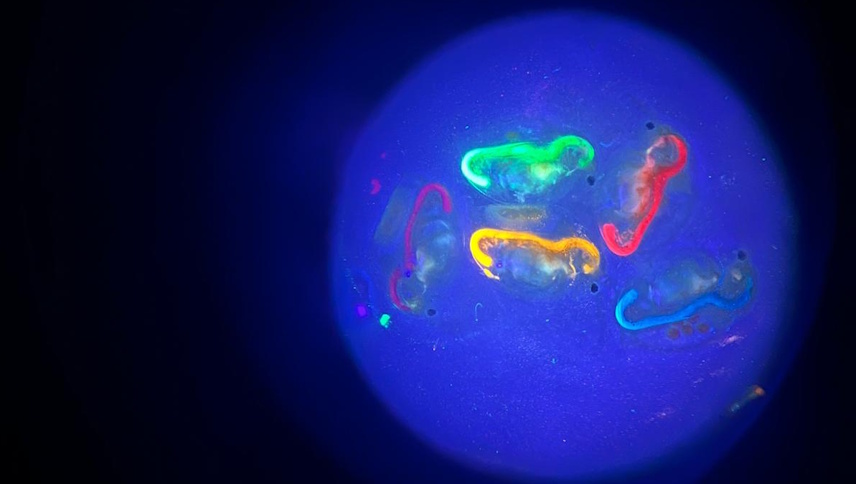 Daphnia under a microscope, which have ingested different colours of microplastic