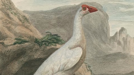 illustration of a white bird with an orange beak