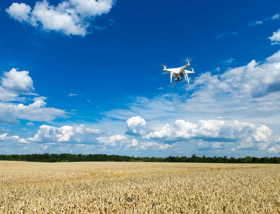 Flying drone above the wheat field